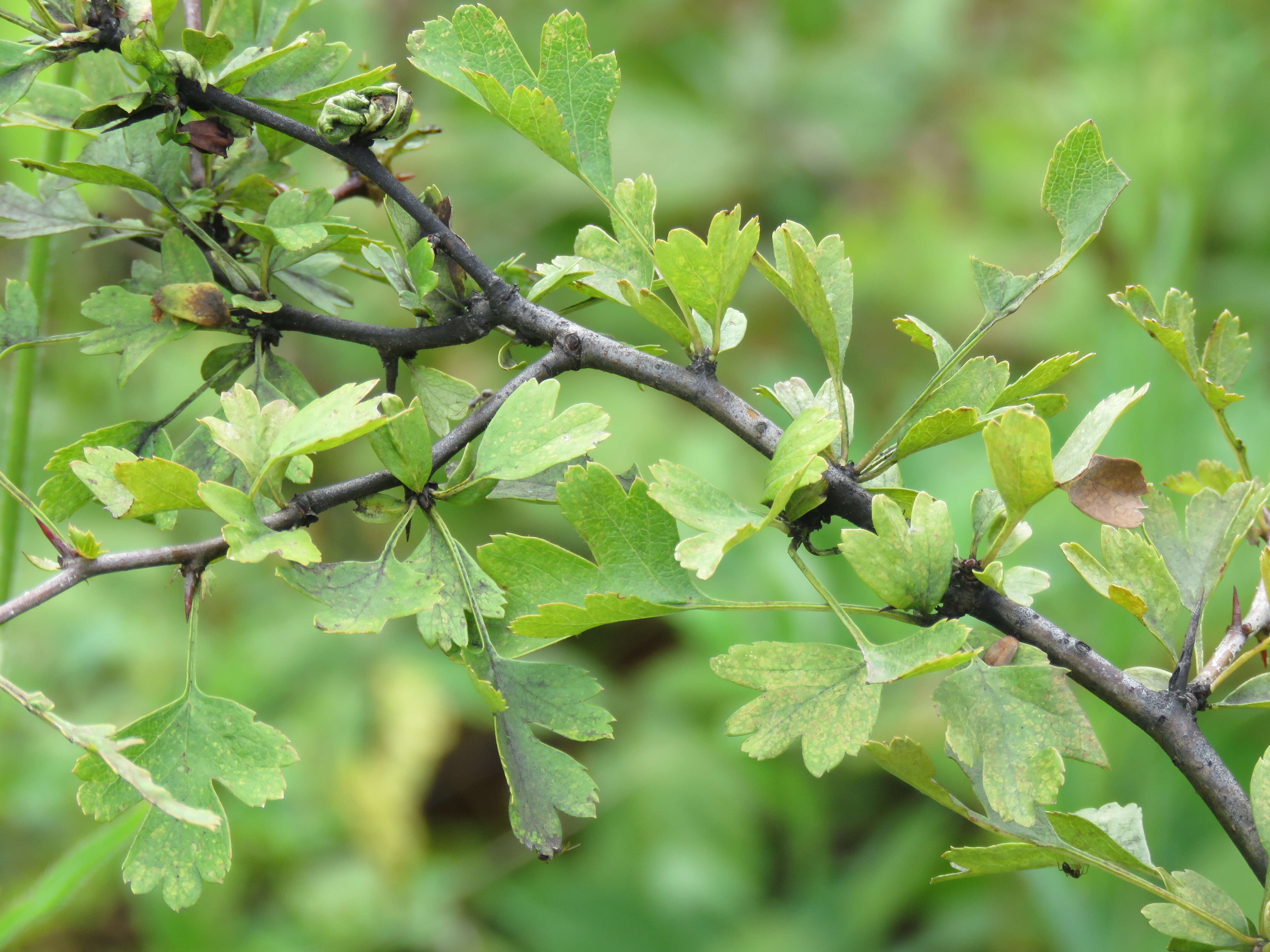 Image of Common Hawthorn