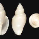 Image de Marginella subturrita P. Fischer 1884