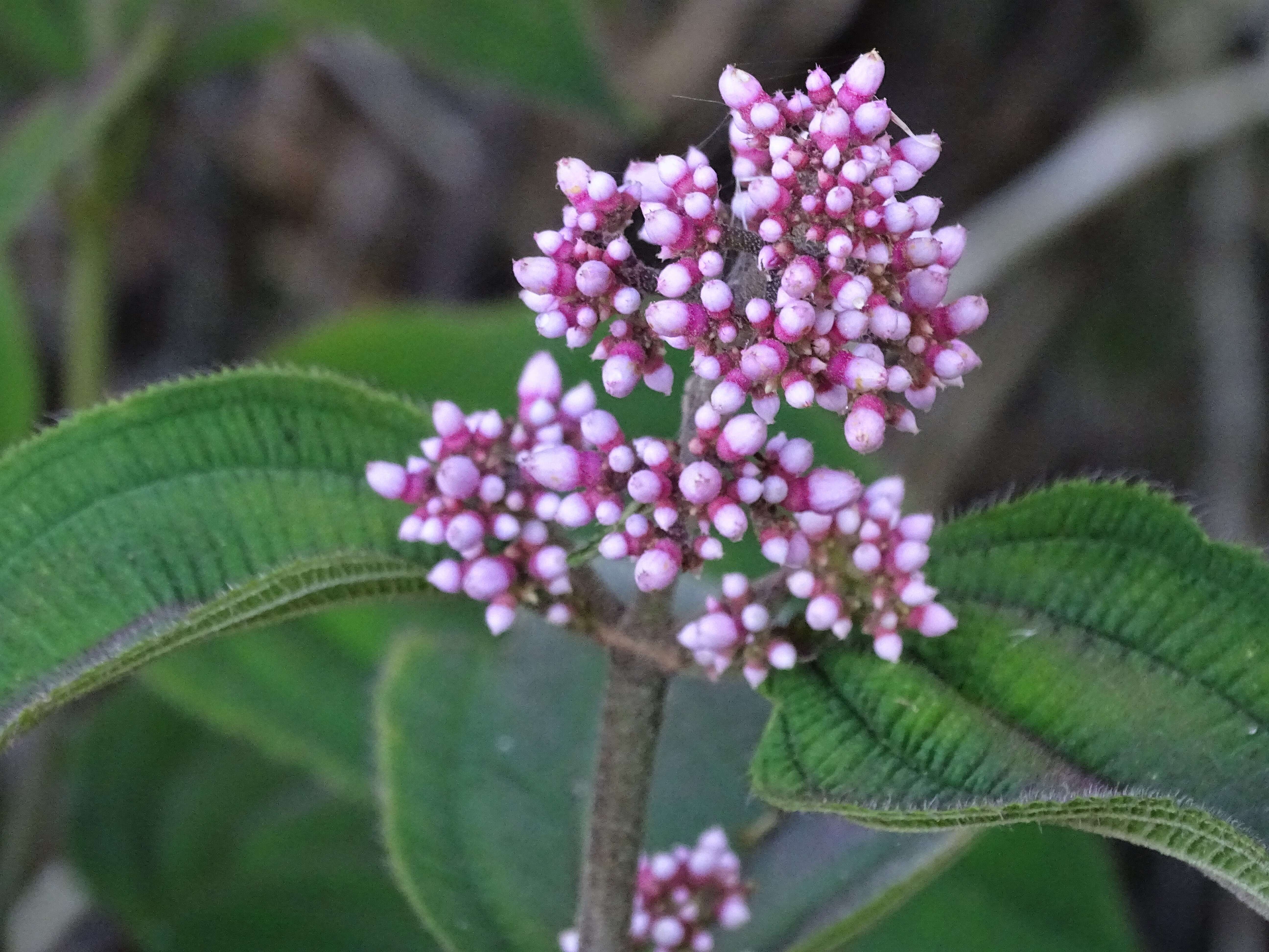 Image of Tococa
