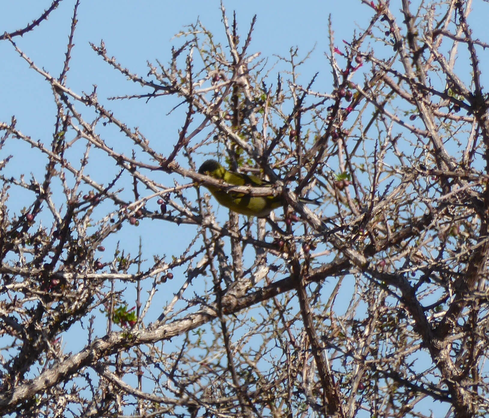 Image of Black-chinned Siskin