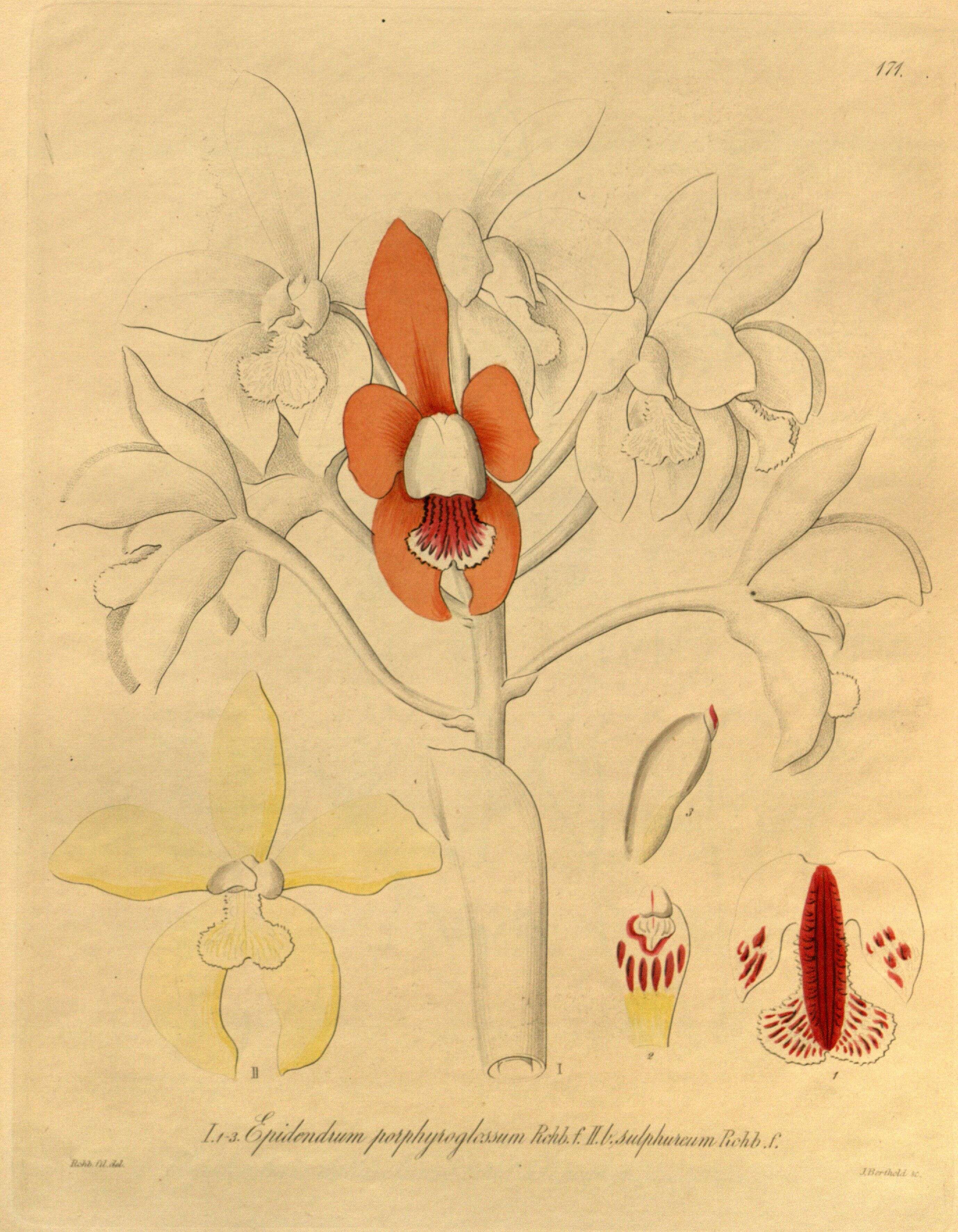 Image of Cattleya porphyroglossa Linden & Rchb. fil.