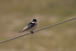 Image of Mangrove Swallow