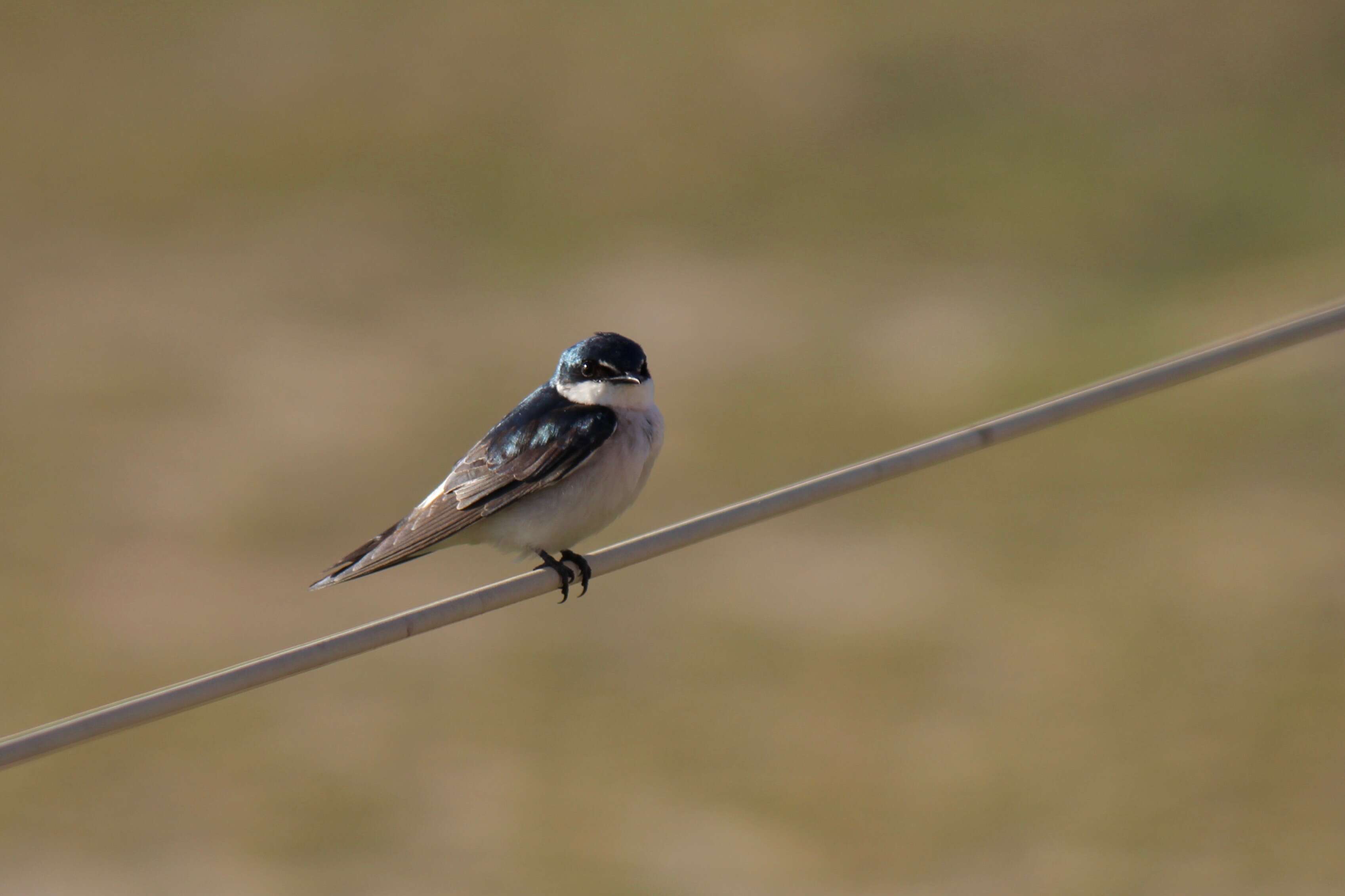 Image of Mangrove Swallow