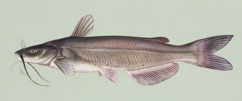 Image of channel catfish