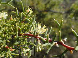 Image of Hakea horrida C. Gardner ex R. M. Barker