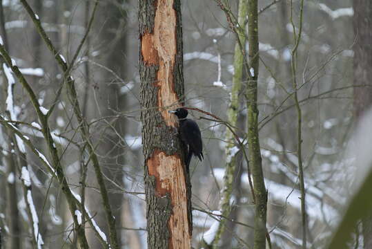 Image of Black Woodpecker