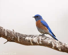 Image of Western Bluebird