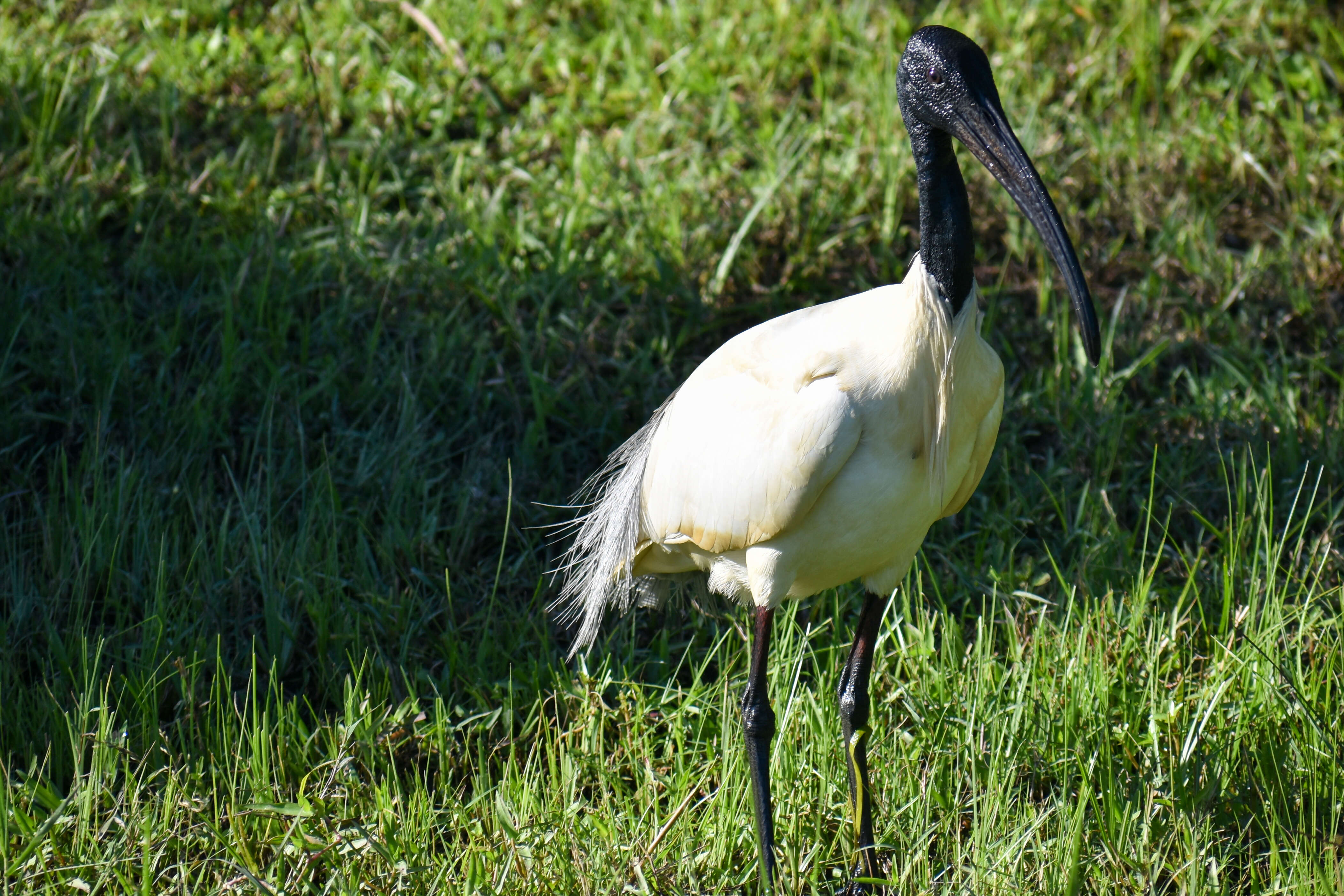 Image of Black-headed Ibis