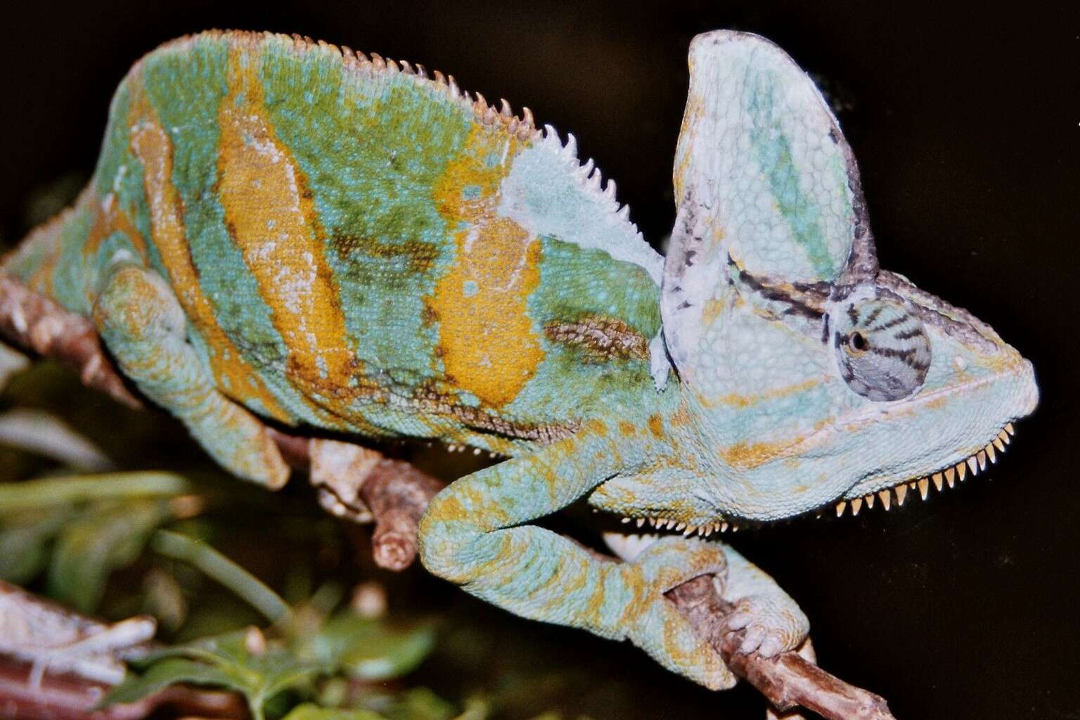 Image of chameleons