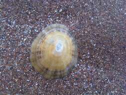 Image of Common limpet