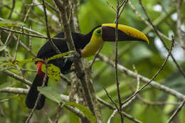 Image of Chestnut-mandibled Toucan