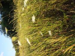 Image of Queen Anne's lace