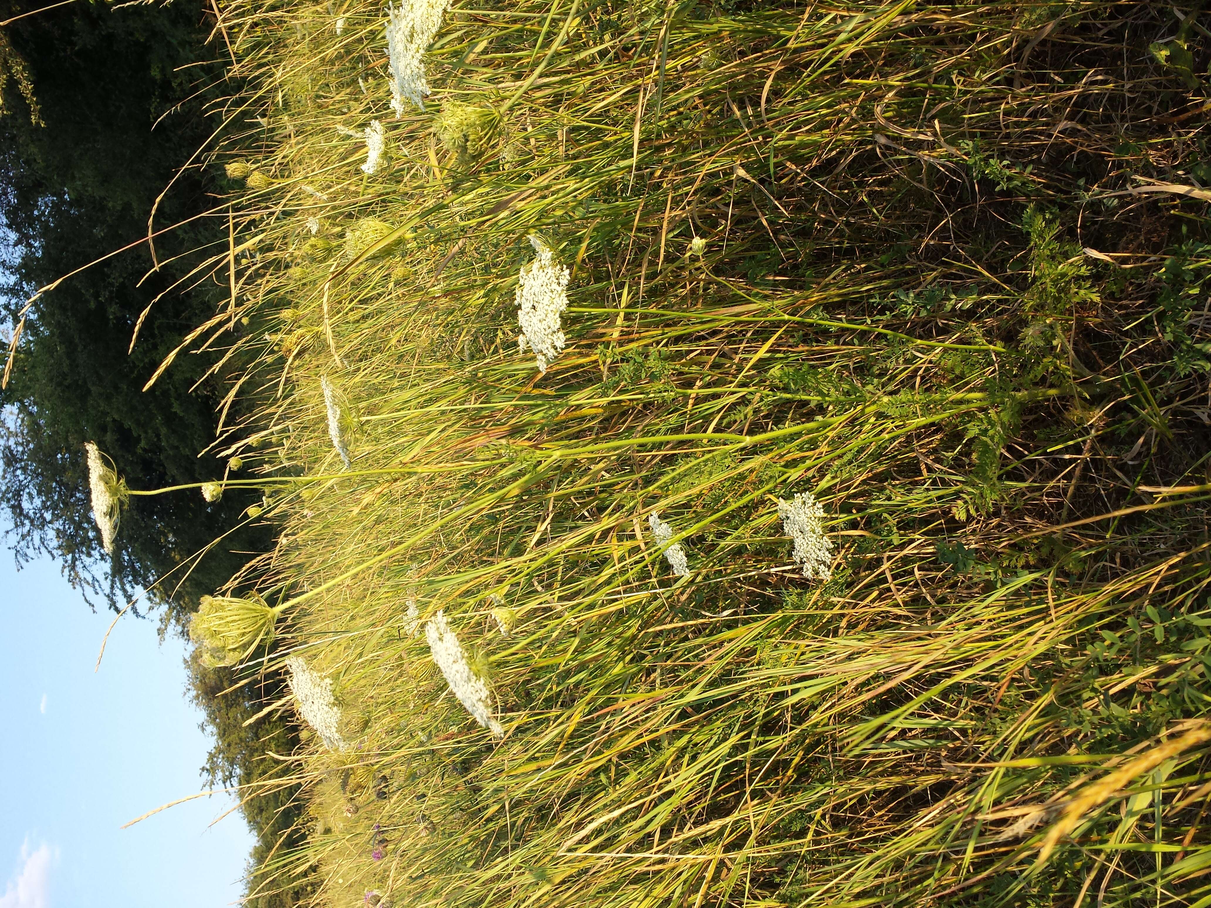 Image of Queen Anne's lace