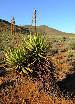 Image of Namaqua Aloe