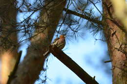 Image of Fringilla Linnaeus 1758