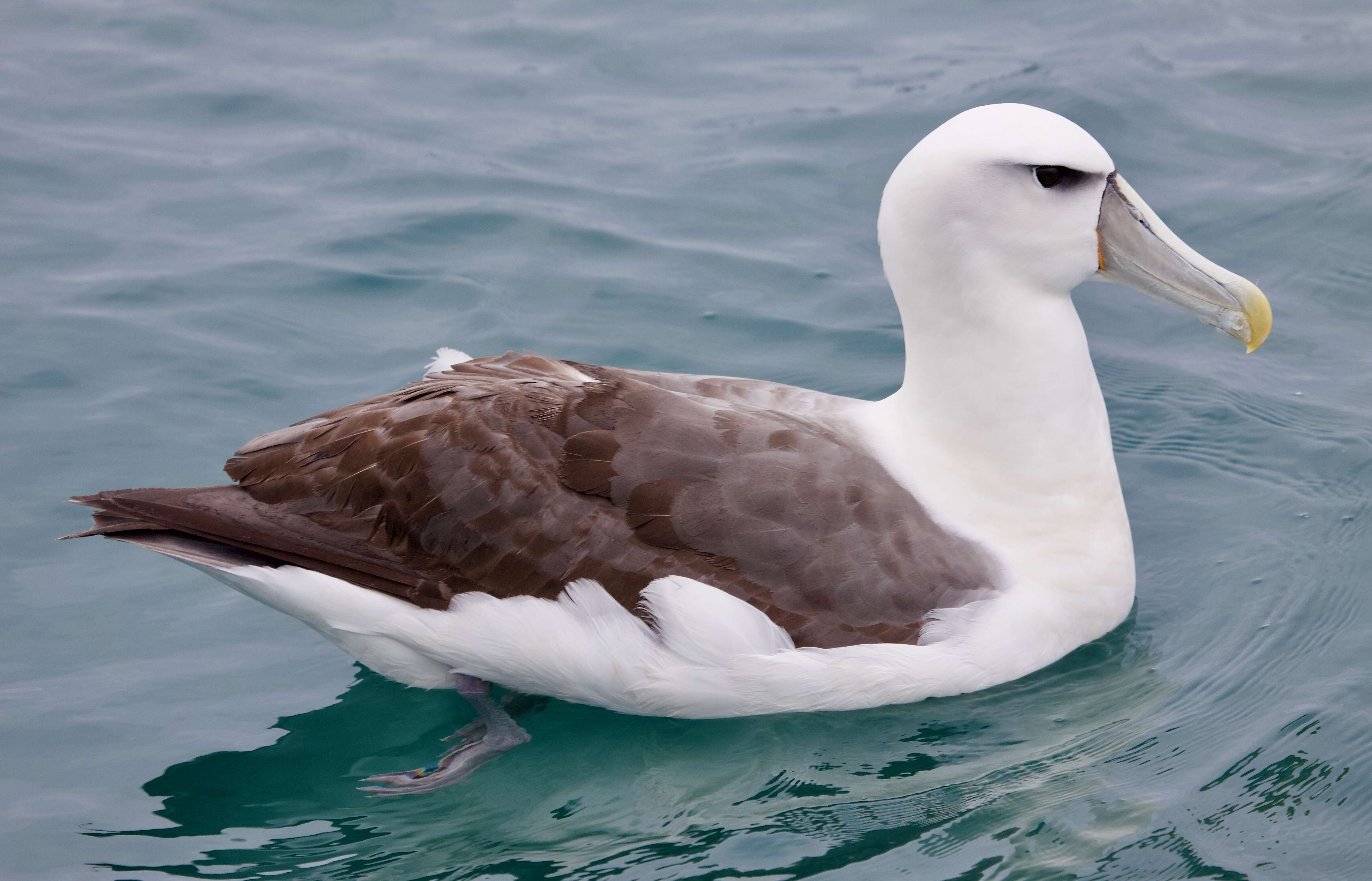 Image of White-capped Albatross