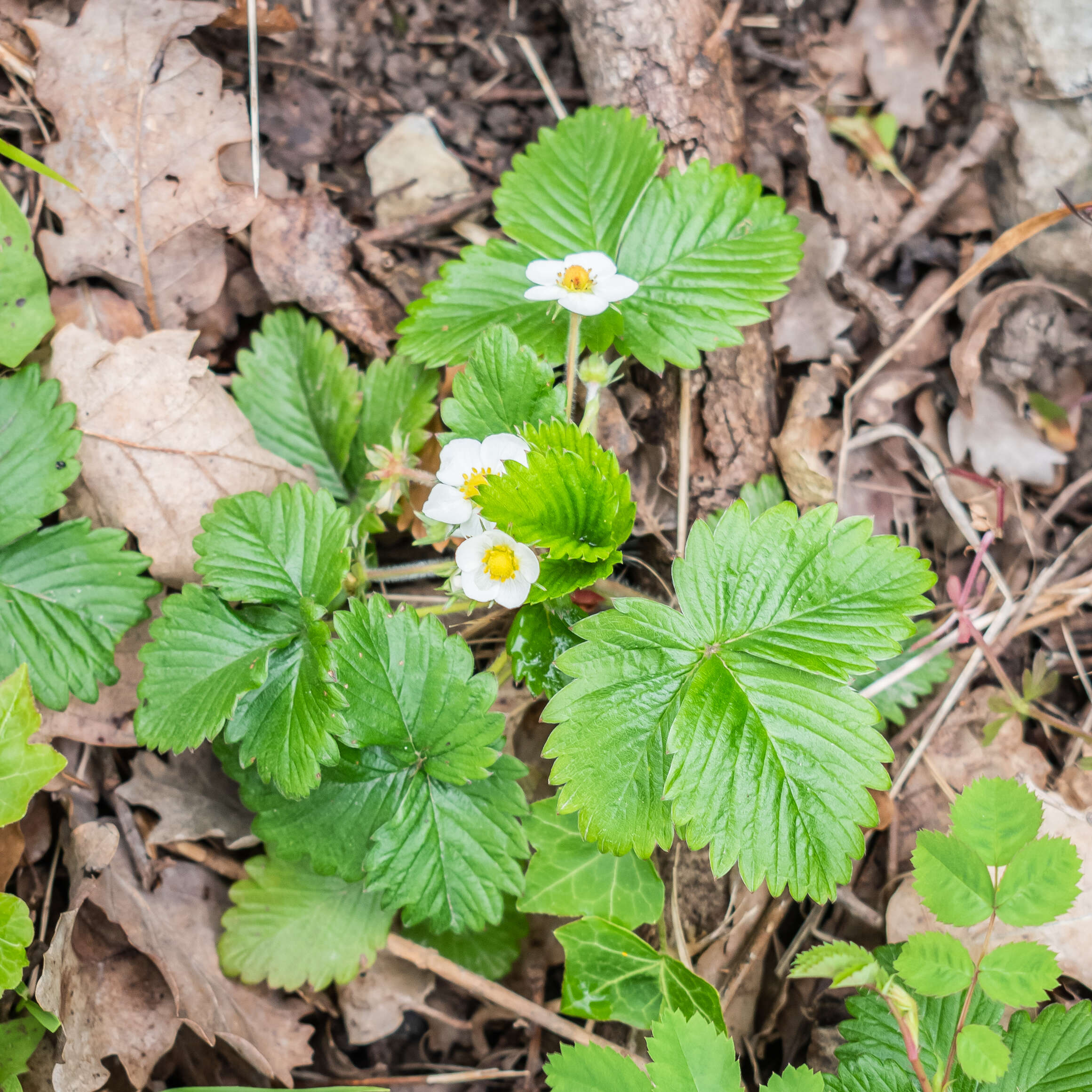 Image of woodland strawberry