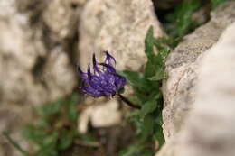 Image of Horned Rampion