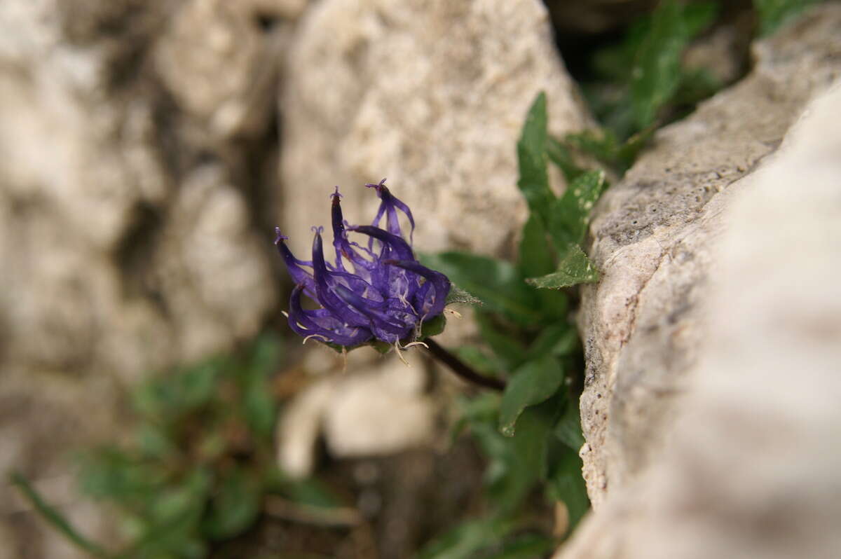 Image of Horned Rampion