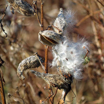 Image of common milkweed