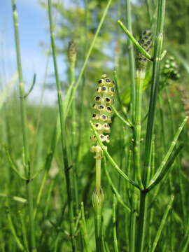 Image of Marsh Horsetail