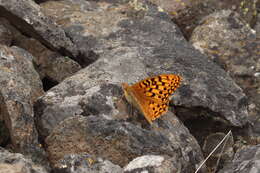 صورة Speyeria coronis Behr 1862