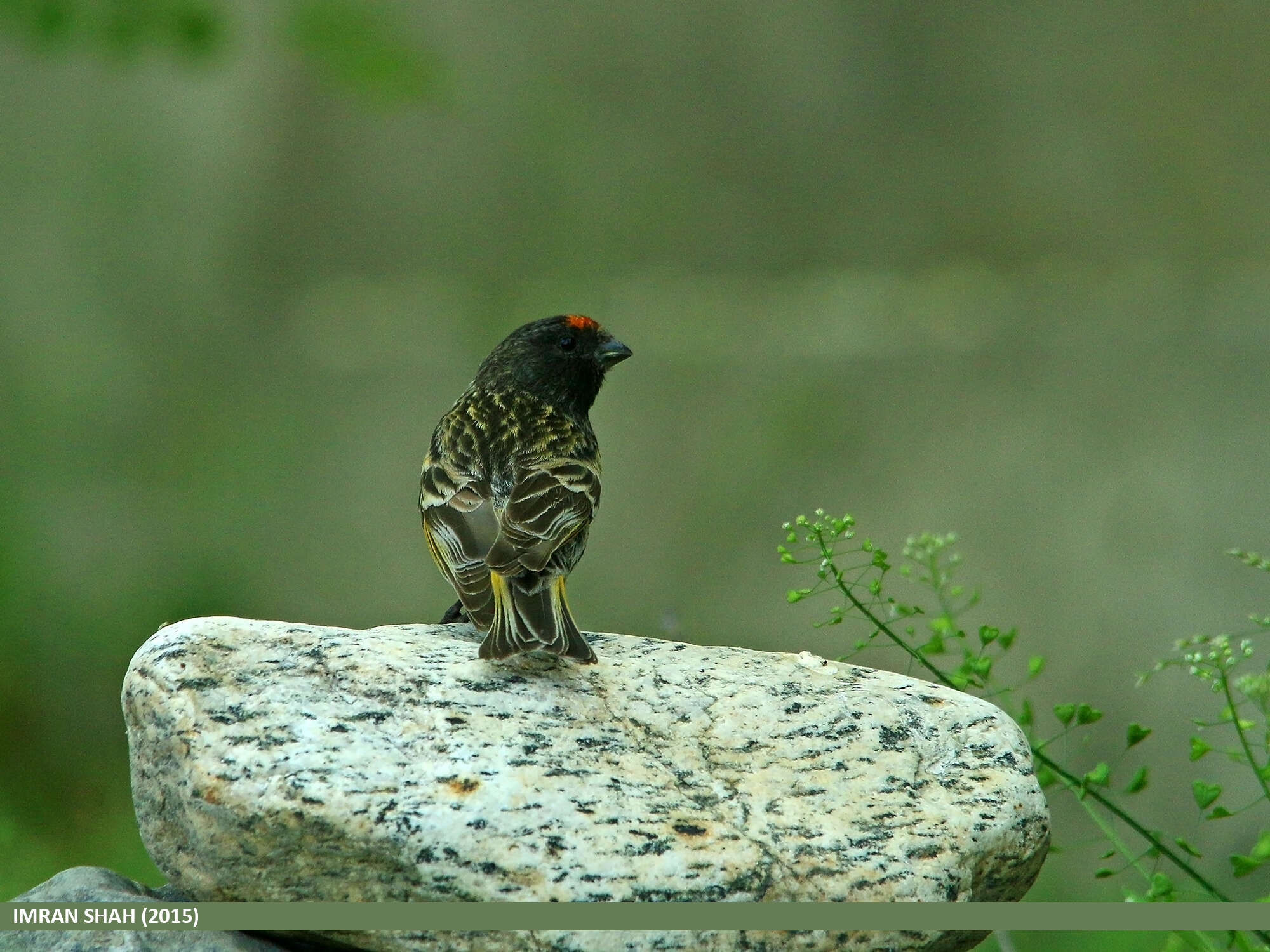 Image of Fire-fronted Serin