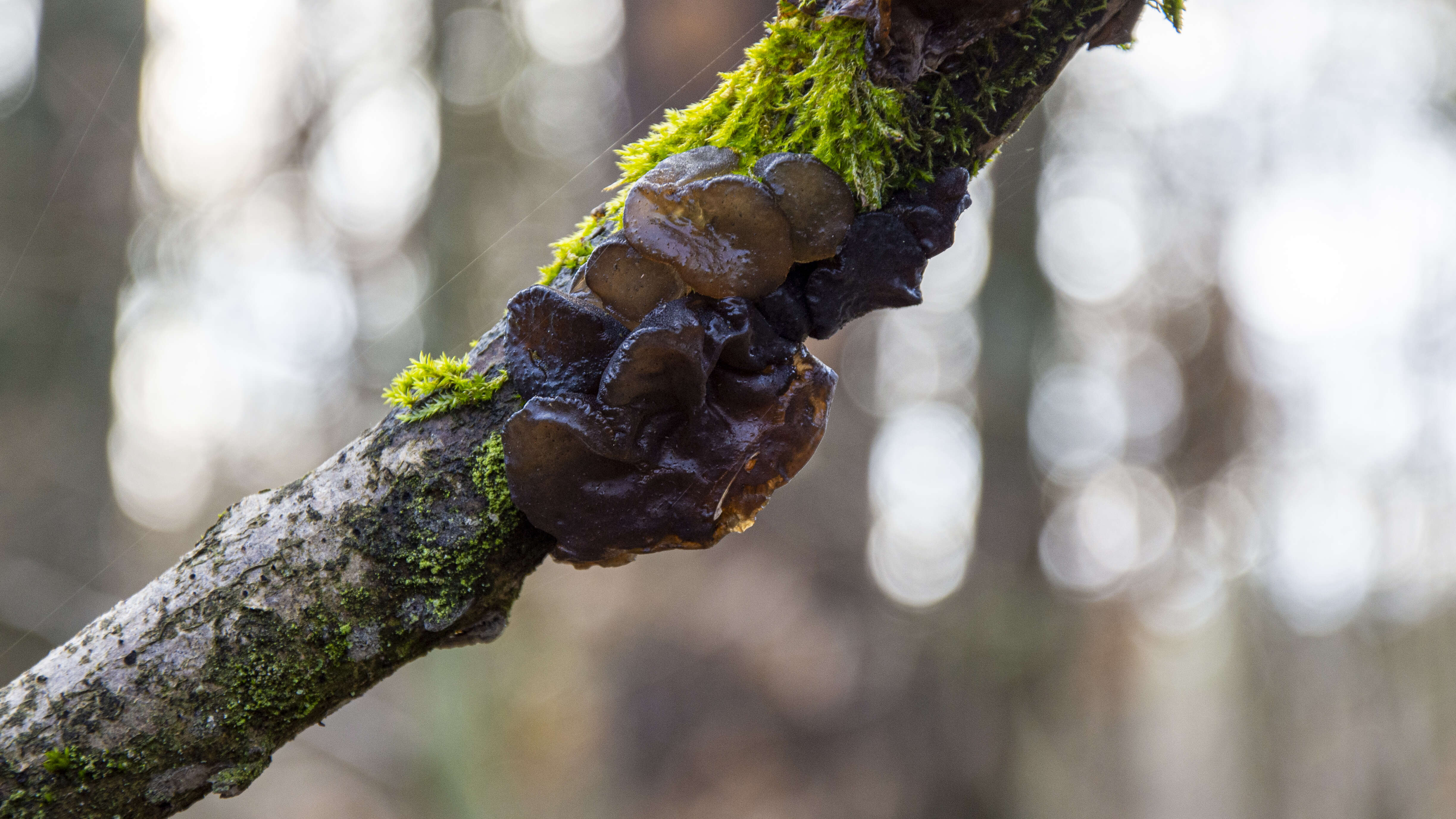 Image of Black Witches' Butter