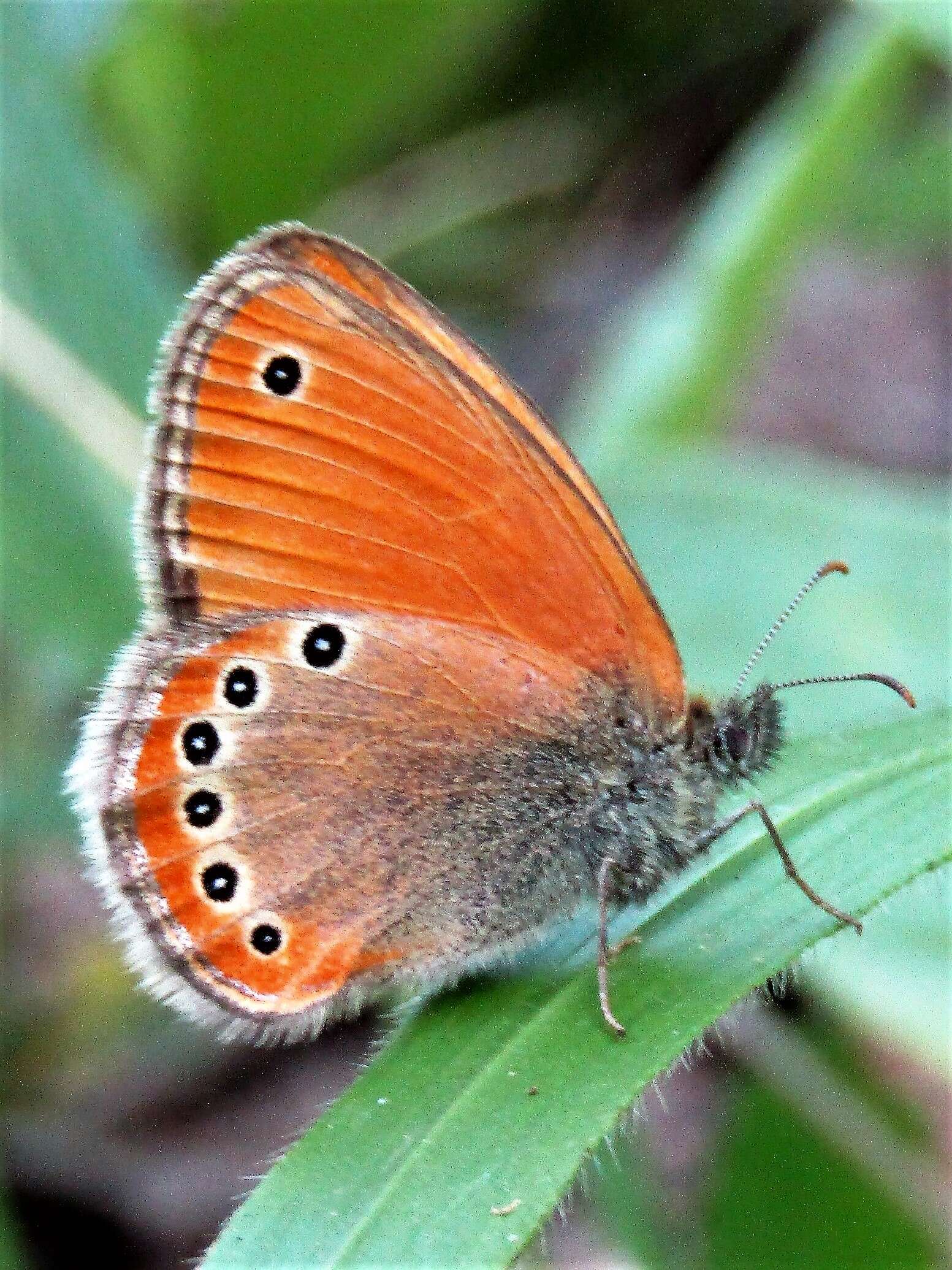 Image of Coenonympha leander Esper 1784