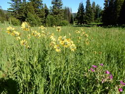 Image of oneflower helianthella