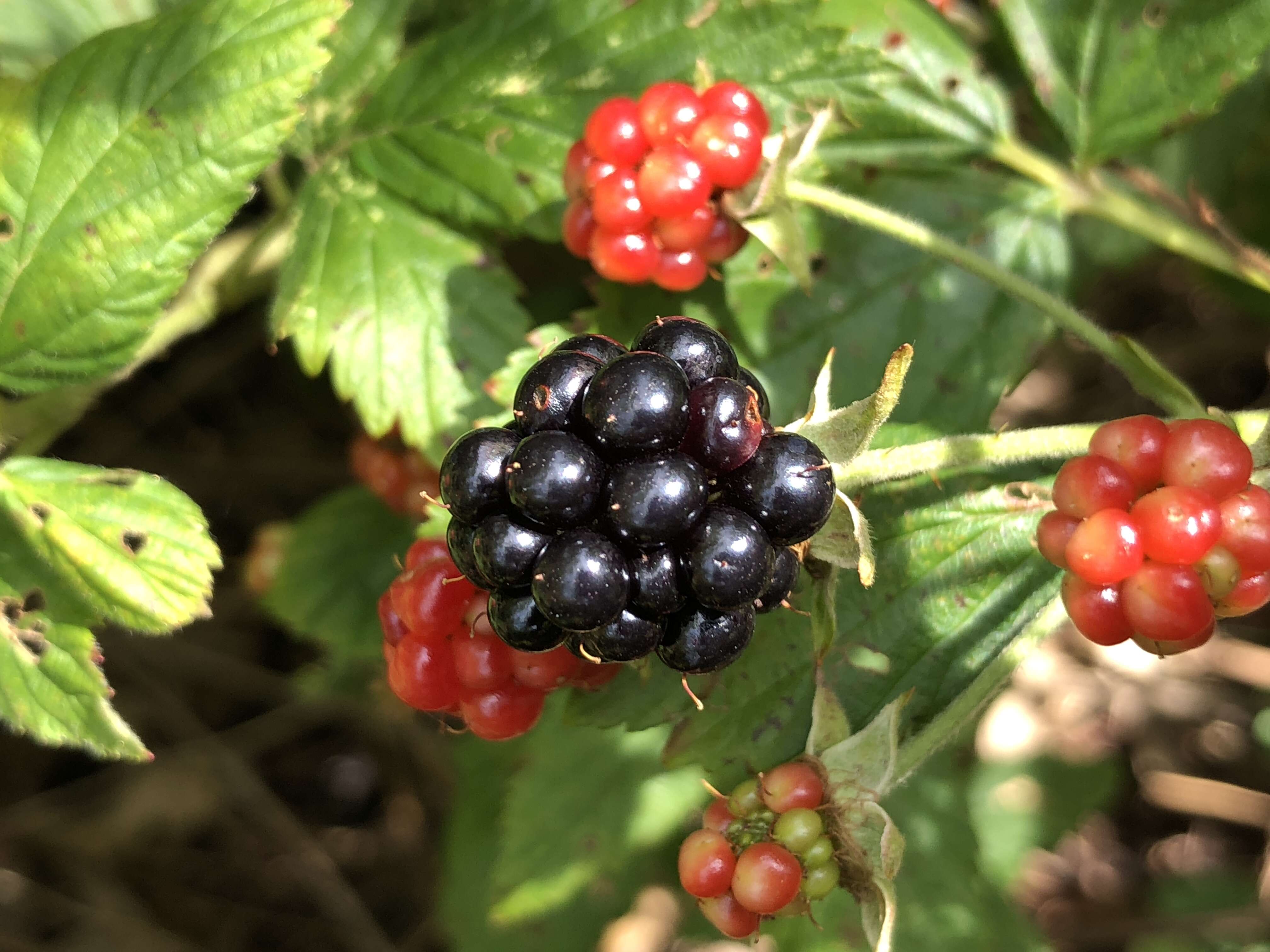 Imagem de Rubus allegheniensis Porter