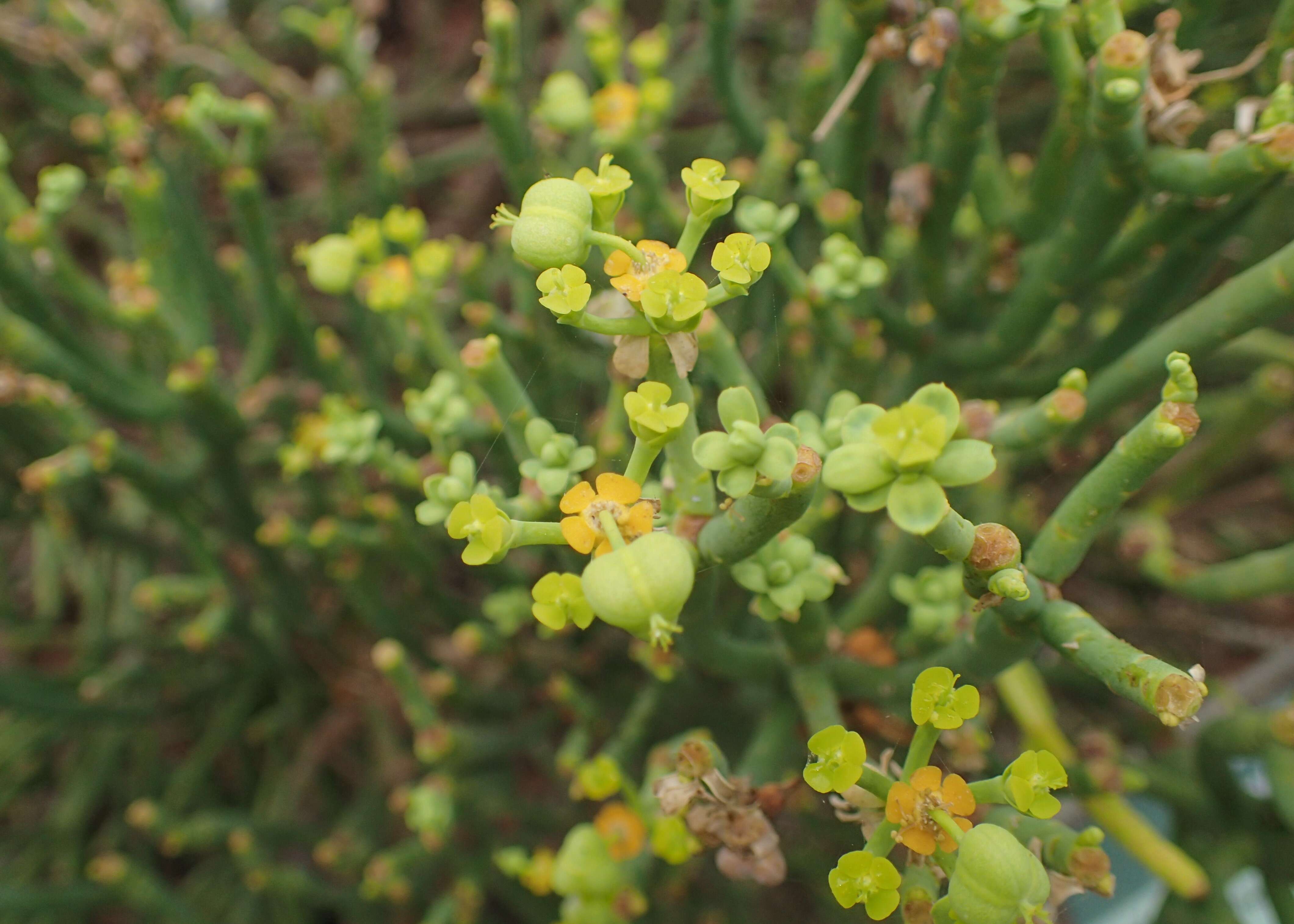 Слика од Euphorbia aphylla Brouss. ex Willd.