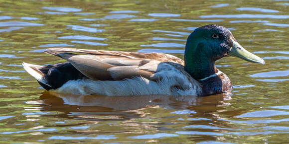 Image of Common Mallard