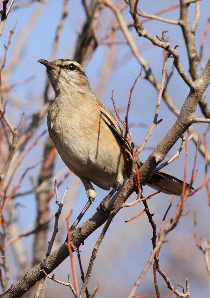 Image of Kalahari Scrub Robin