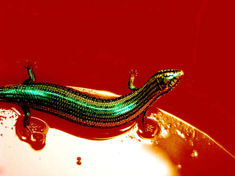 Image of Ocellated Bronze Skink