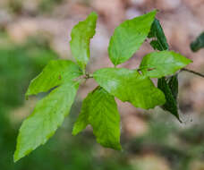 Image of Evergreen Oak