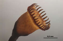 Image of Pogonatum nanum Palisot de Beauvois 1805