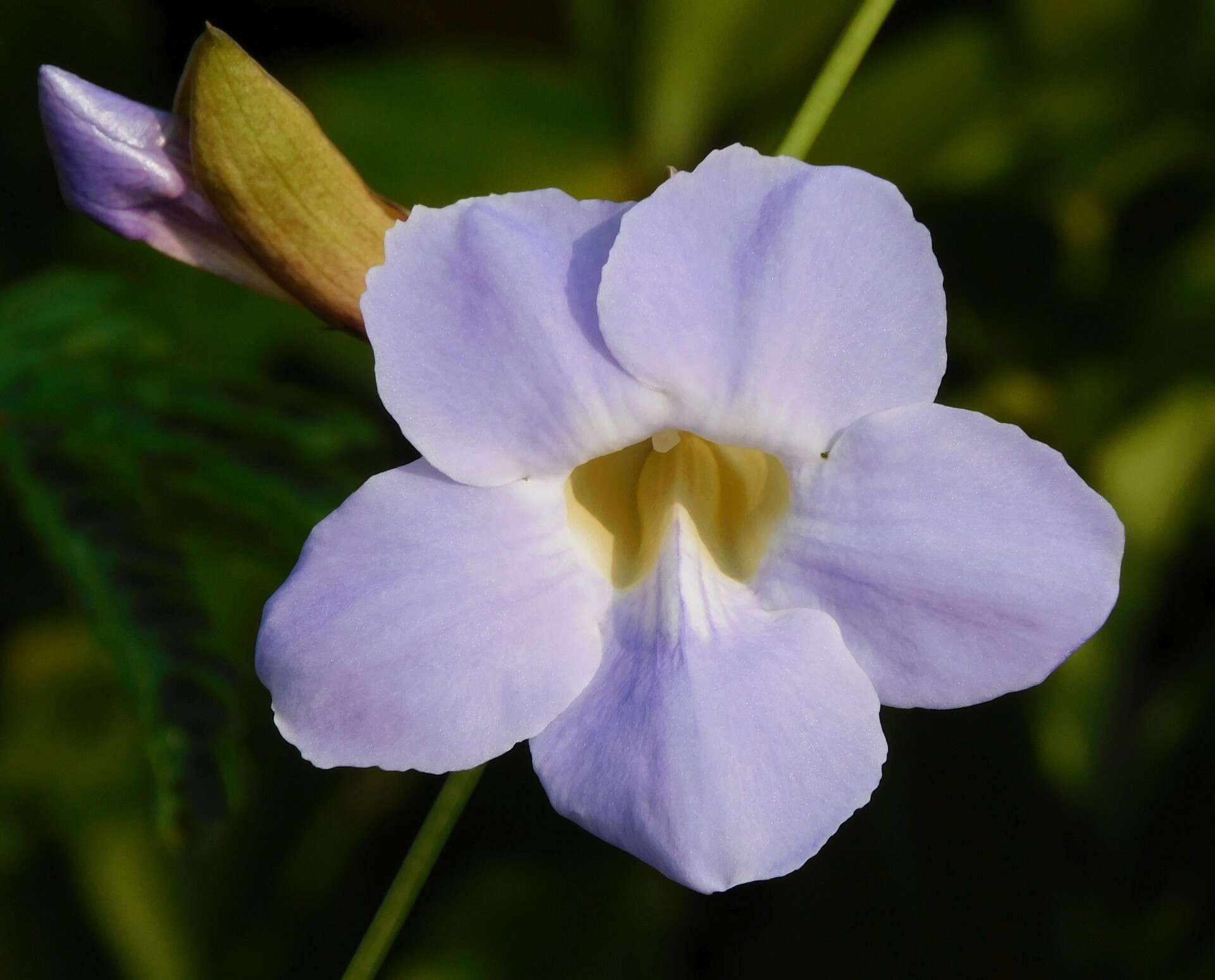 Image of Bengal clock vine