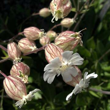 Image of <i>Silene zawadzkii</i>