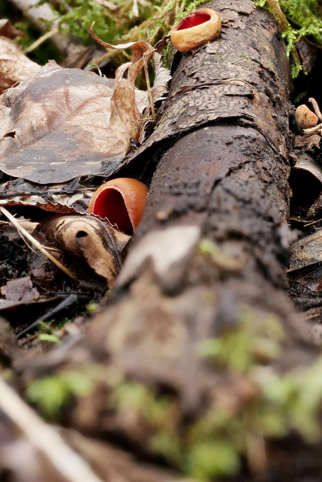 Image of scarlet cup