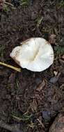 Imagem de Lycoperdon perlatum Pers. 1796