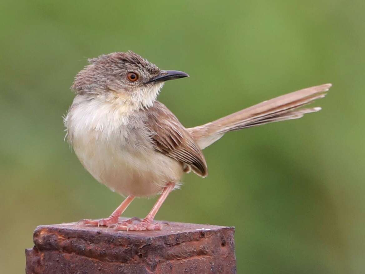 Image of Jungle Prinia