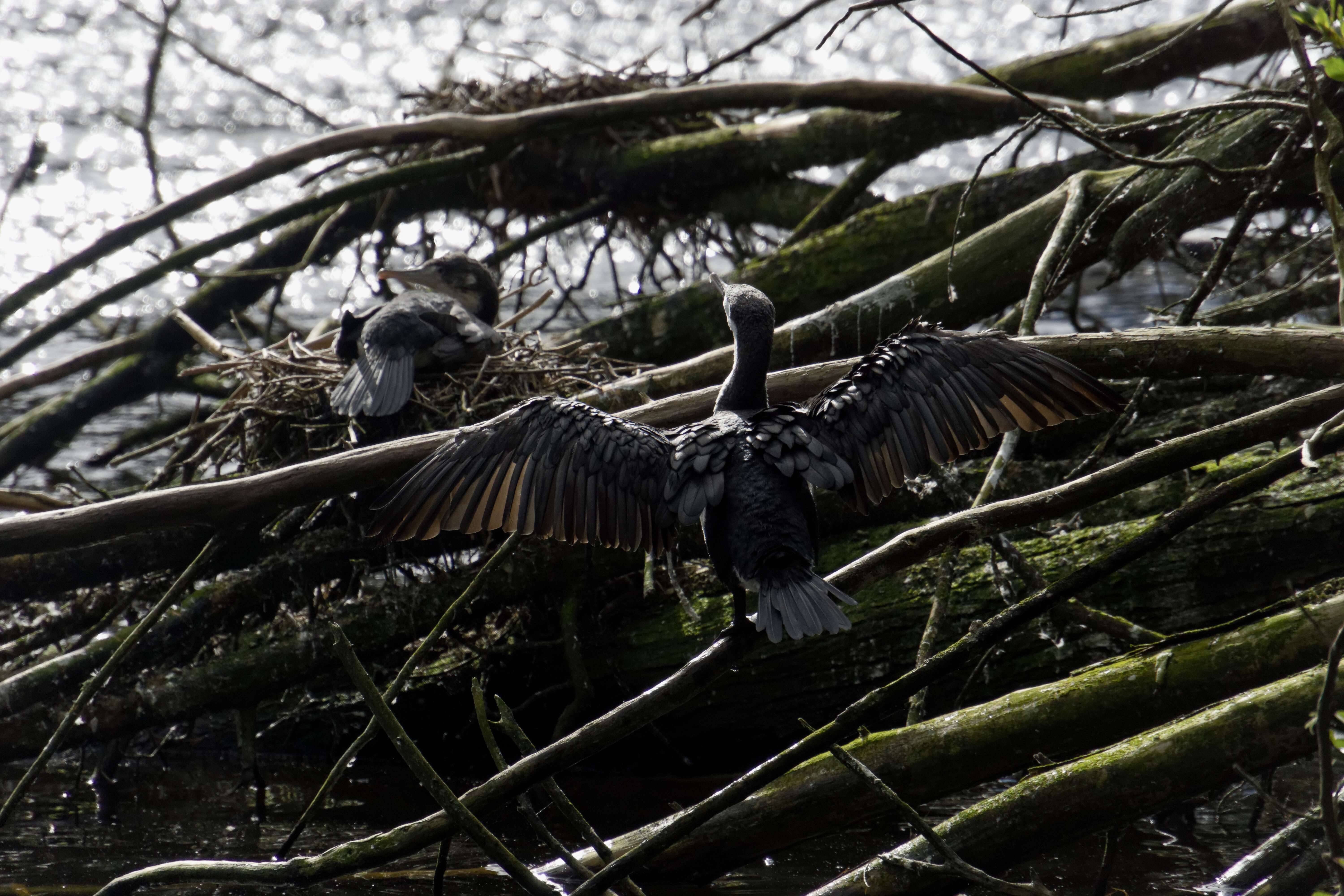 Image of Australian Pied Cormorant