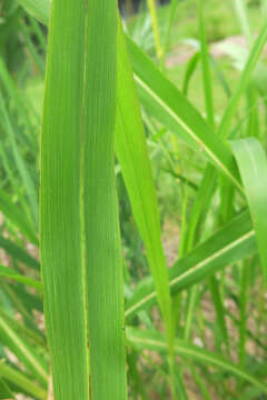 Image of Johnson grass