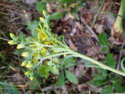 Слика од Petrosedum rupestre (L.) P. Heath