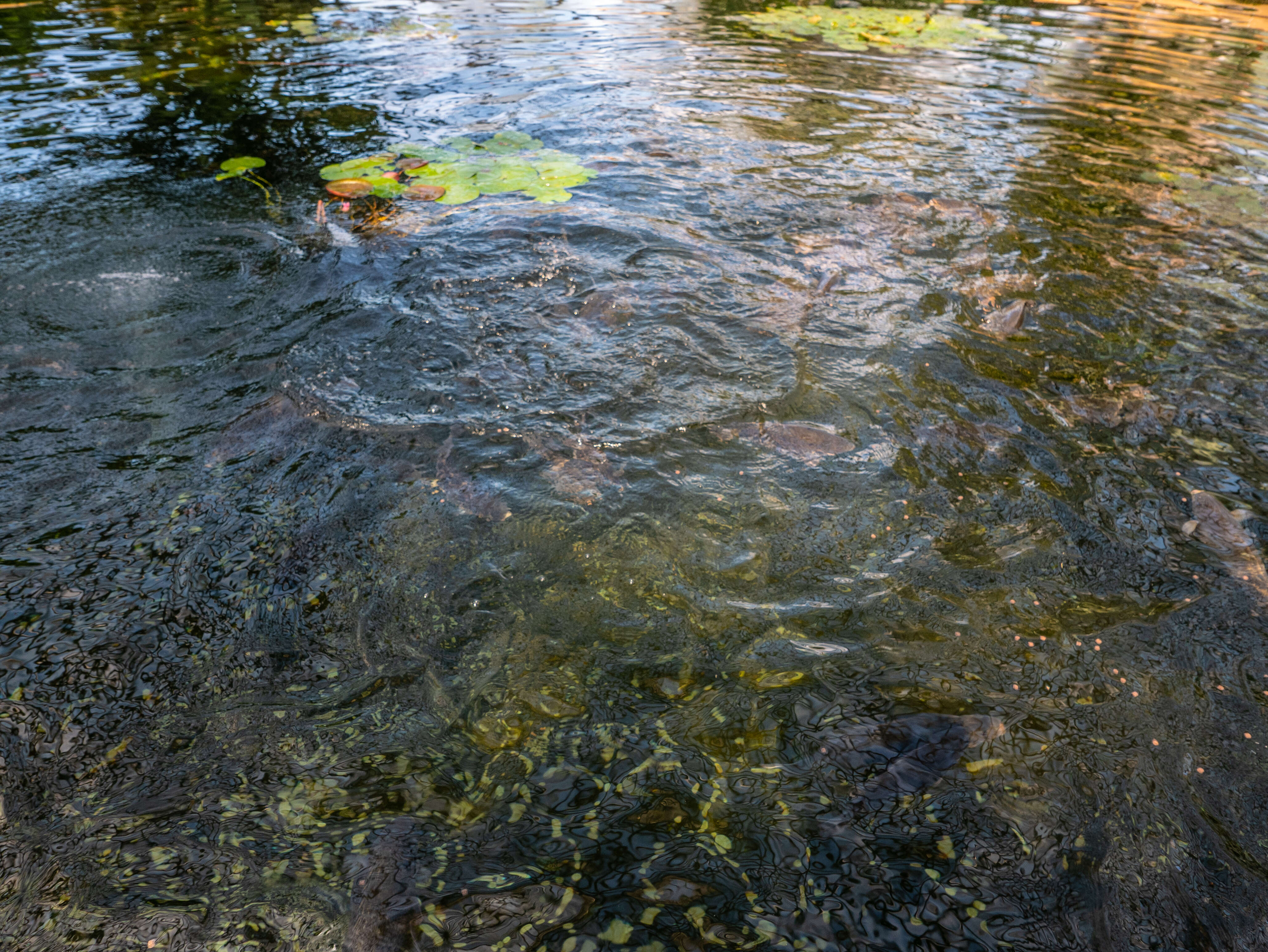 Image of Barcoo grunter