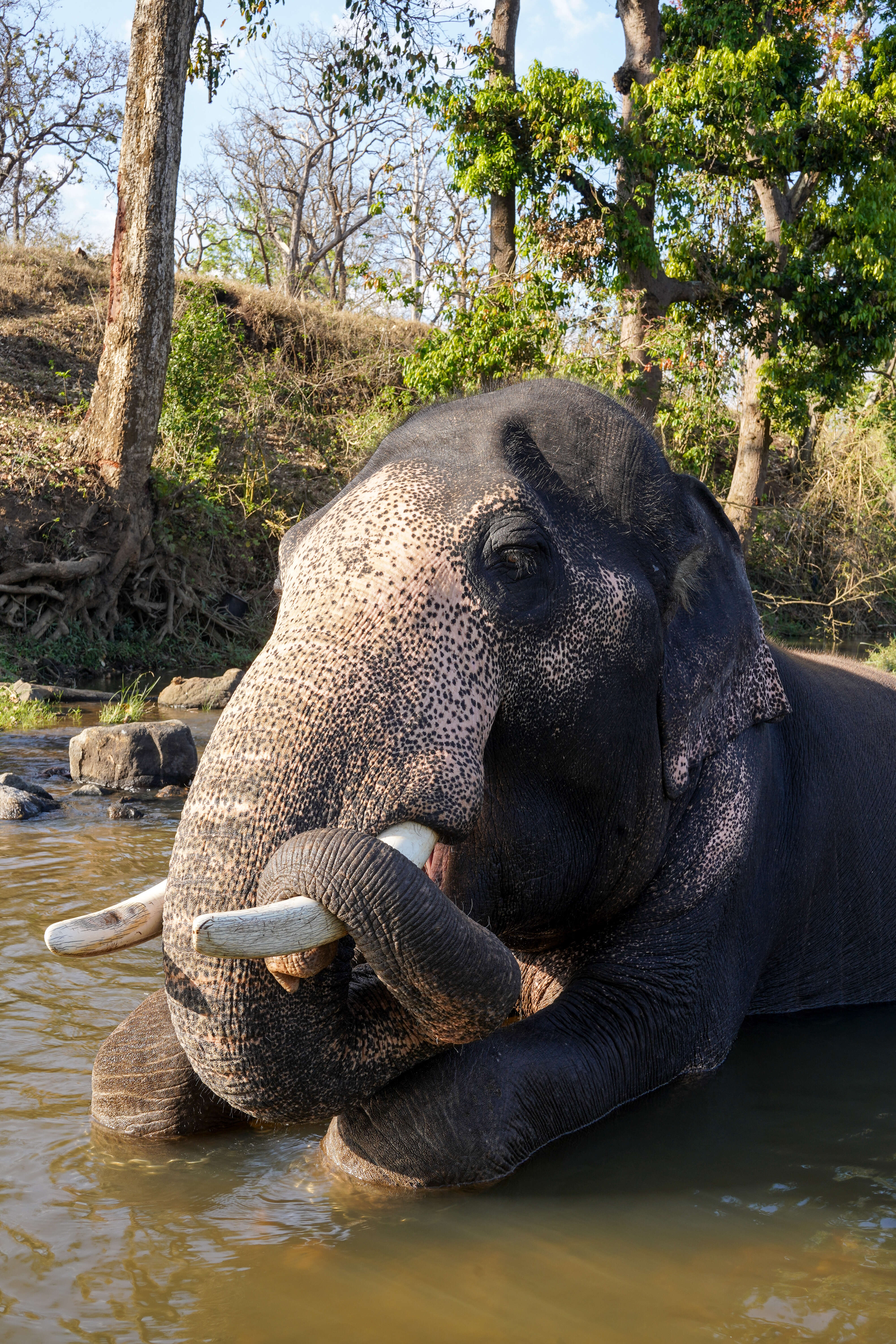 Image of Indian elephant