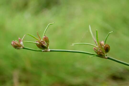 Juncus bulbosus L. resmi