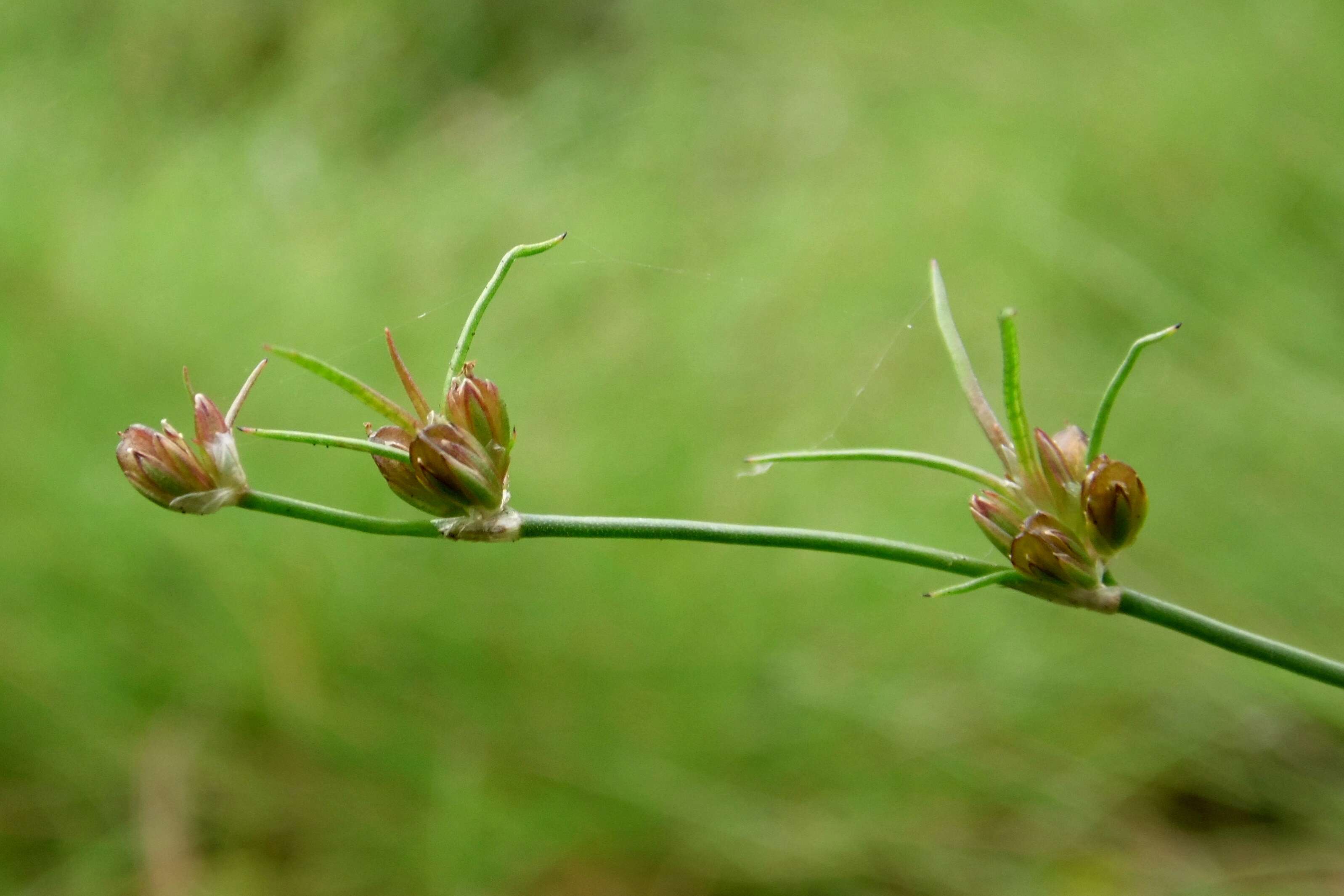 Juncus bulbosus L. resmi