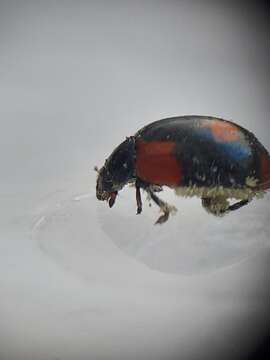 Image of twospotted lady beetle